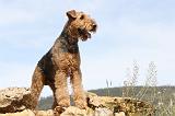 AIREDALE TERRIER 134